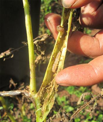 Crop Failure in the Andes